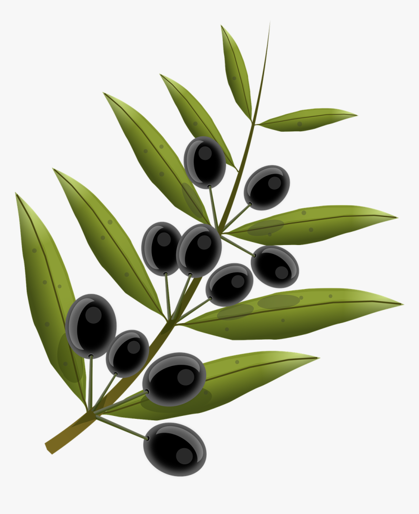 Olive Branch Transparent Background, HD Png Download, Free Download