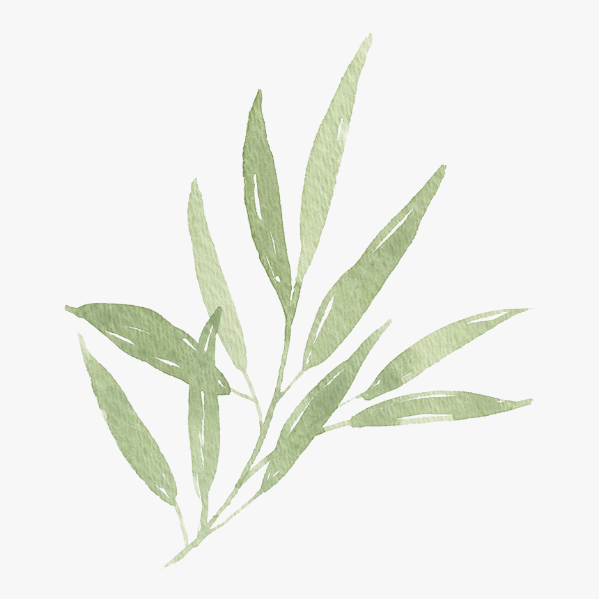 Transparent Transparent Leaf Png - Transparent Olive Leaves Png, Png Download, Free Download