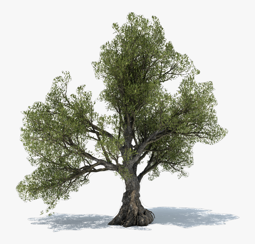 Dietary Supplement Olive Leaf Tree Extract - Olive Tree Free Png, Transparent Png, Free Download