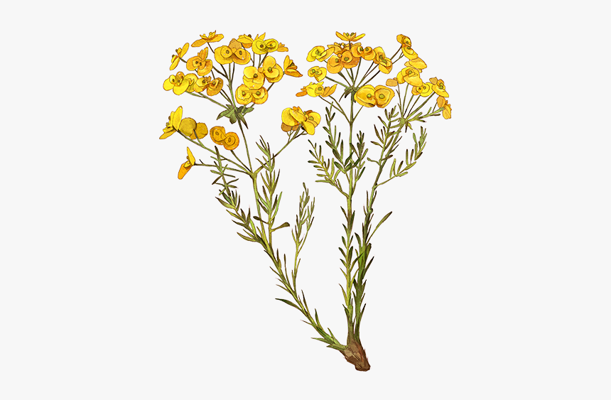 Milkweed Flower Png, Transparent Png, Free Download