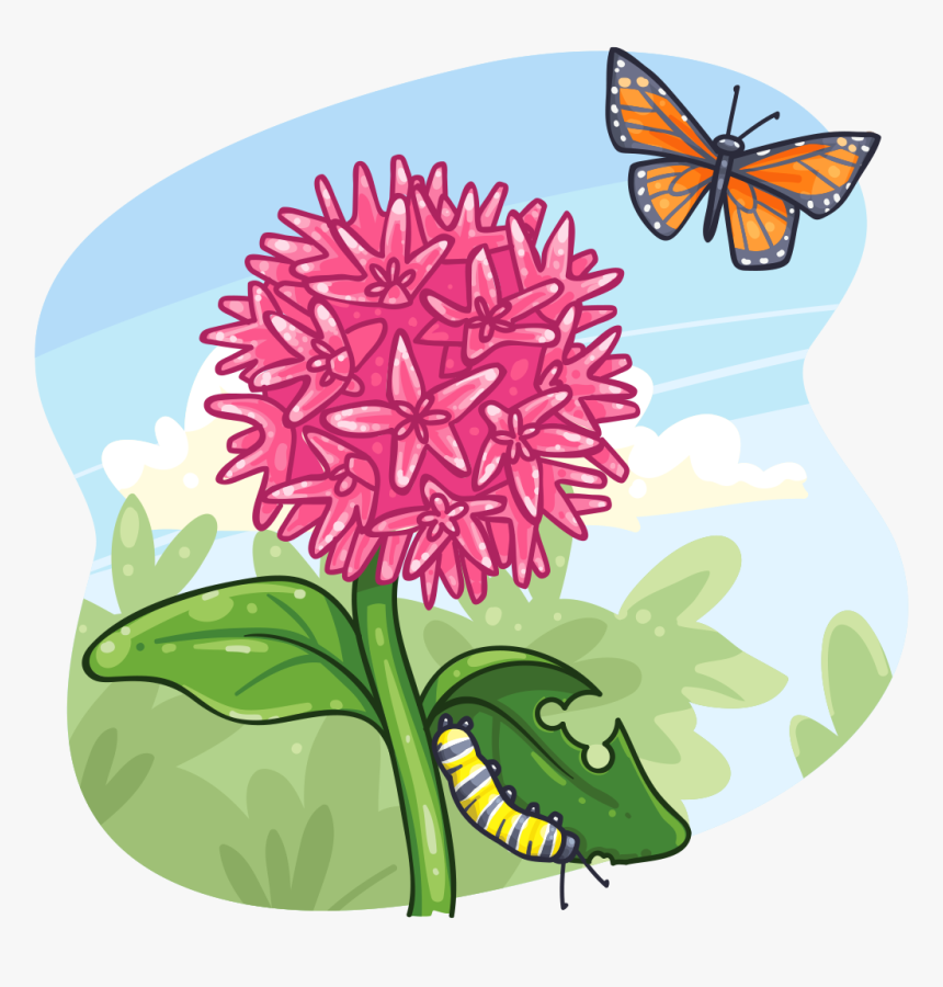 Monarch And Milkweed Clipart, HD Png Download, Free Download