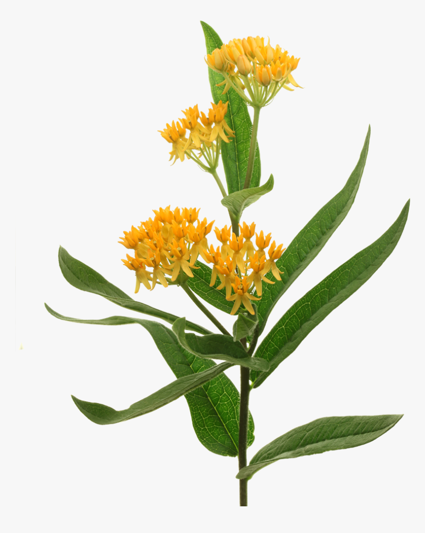 Asclepias Tuberosa Png, Transparent Png, Free Download