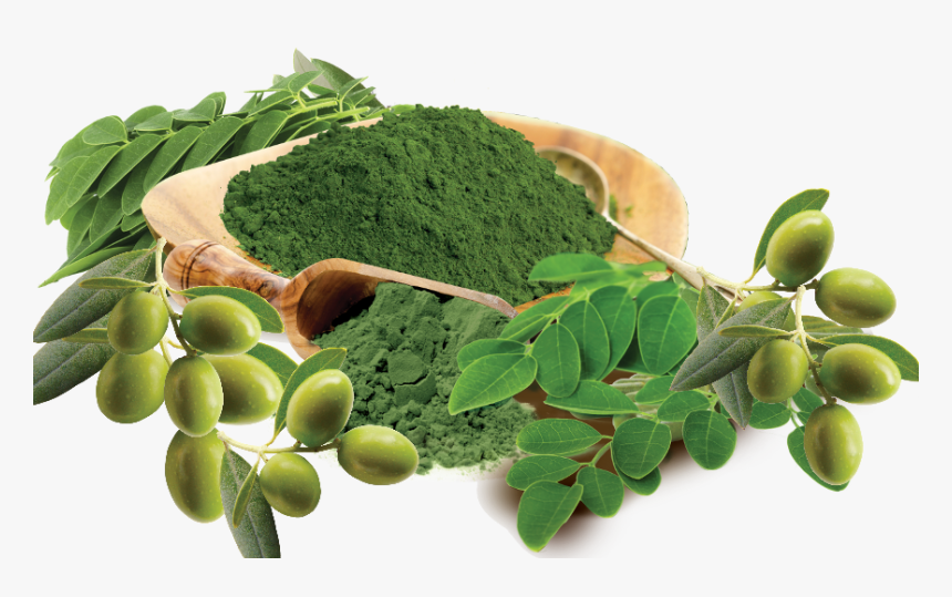 Transparent Moringa Leaf Png, Png Download, Free Download