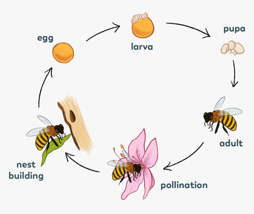 Solitary-bee - Solitary Bee Life Cycle, HD Png Download, Free Download