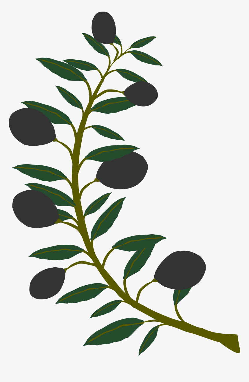 Olive Branch Png Free, Transparent Png, Free Download