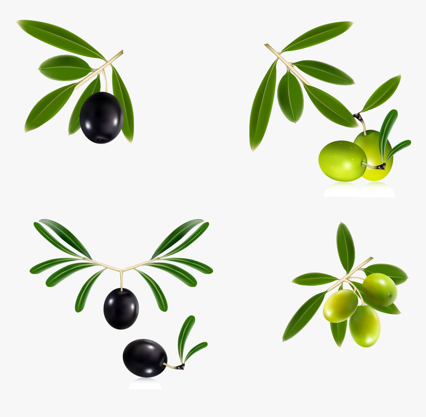 Olive Branch Wreath Png - Olive Oil Vector Free, Transparent Png, Free Download