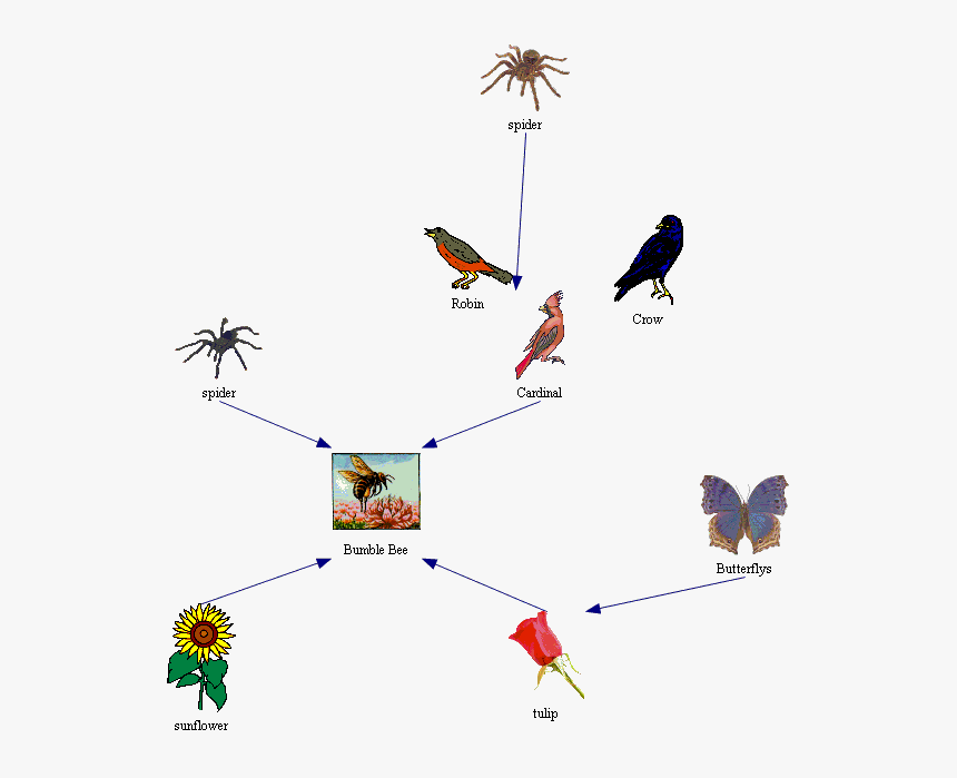 Honey Bee Food Chain - Food Chain With Bees, HD Png Download, Free Download