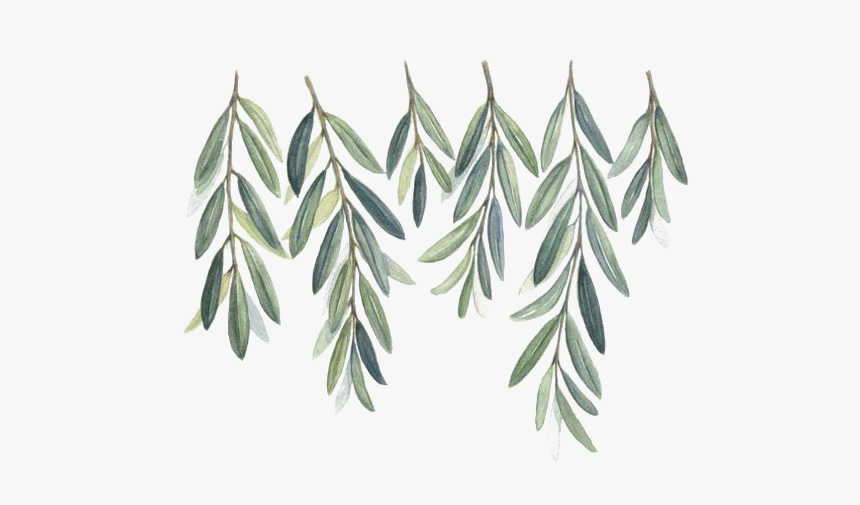 Olive Watercolor Painting Branch Willow Free Clipart - Olive Branch Invitation Template, HD Png Download, Free Download