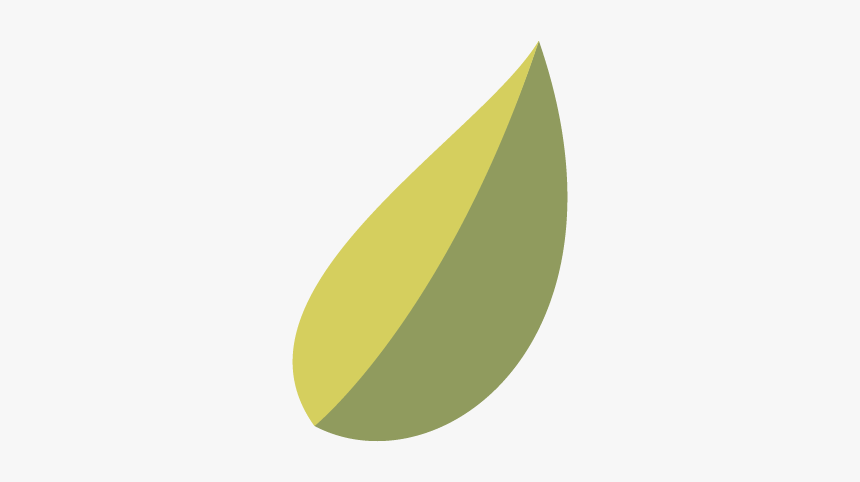 Olive Oil Leaf Png Graphic, Transparent Png, Free Download