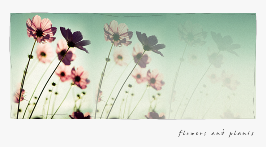 Fotobehang Roze Bloemen 192x260 Cm Eenvoudig Aan Te, HD Png Download, Free Download