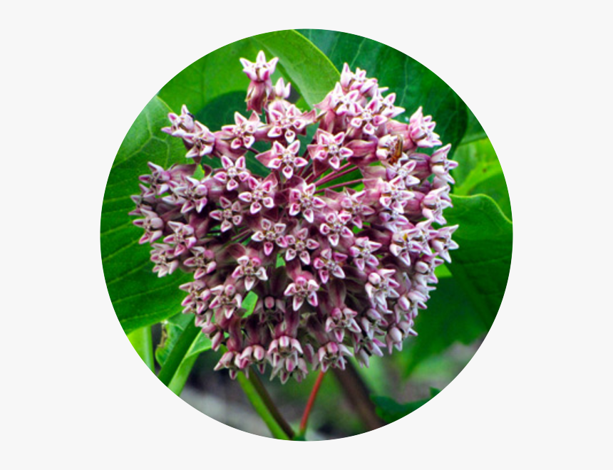 Common Milkweed, HD Png Download, Free Download