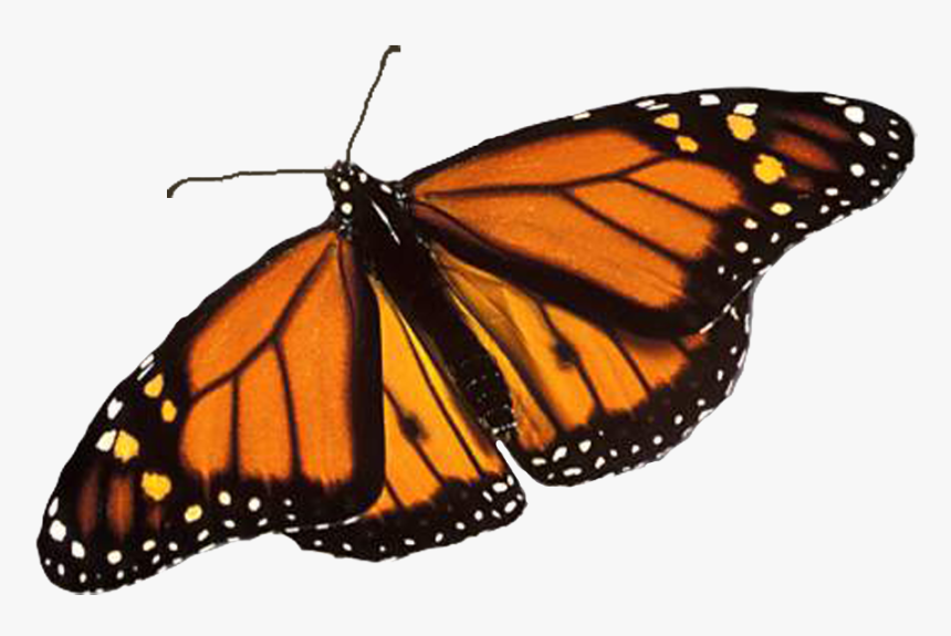 Transparent Background Monarch Butterfly Png, Png Download, Free Download