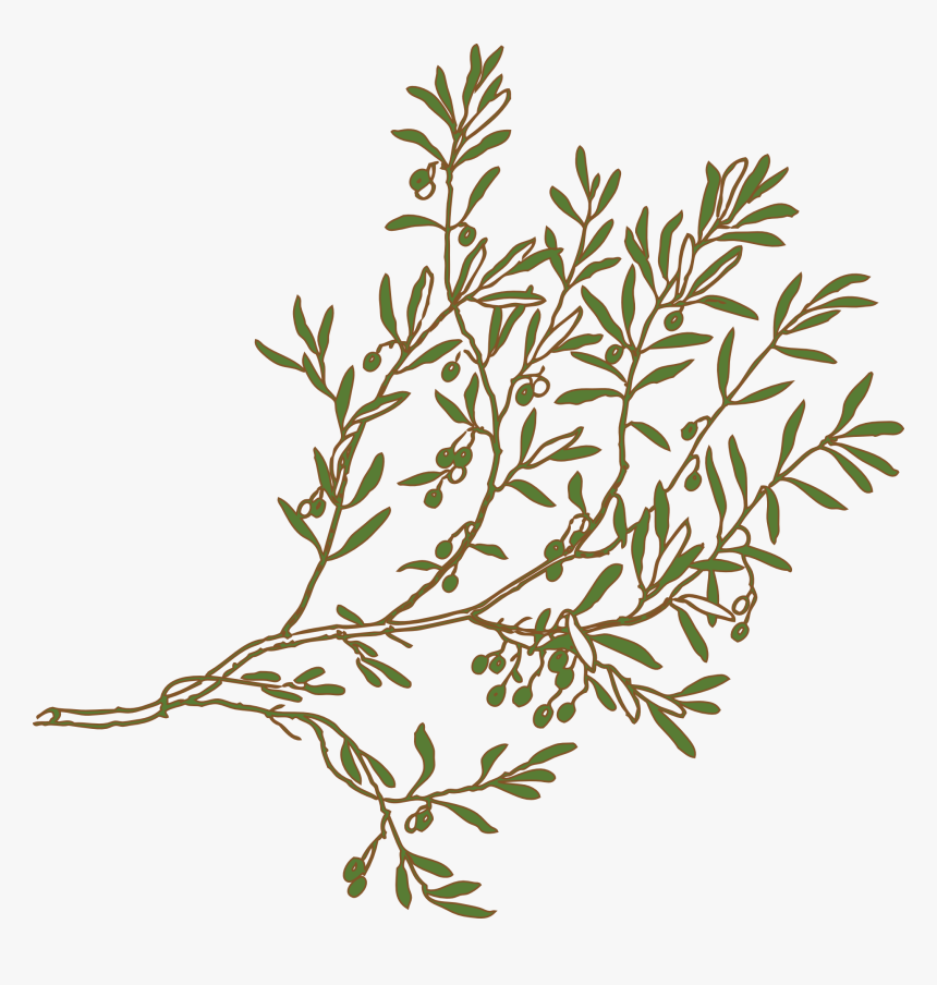 Bush Texture Tile Olive Tree Branch Png - Olive Branch Drawing Clipart, Transparent Png, Free Download