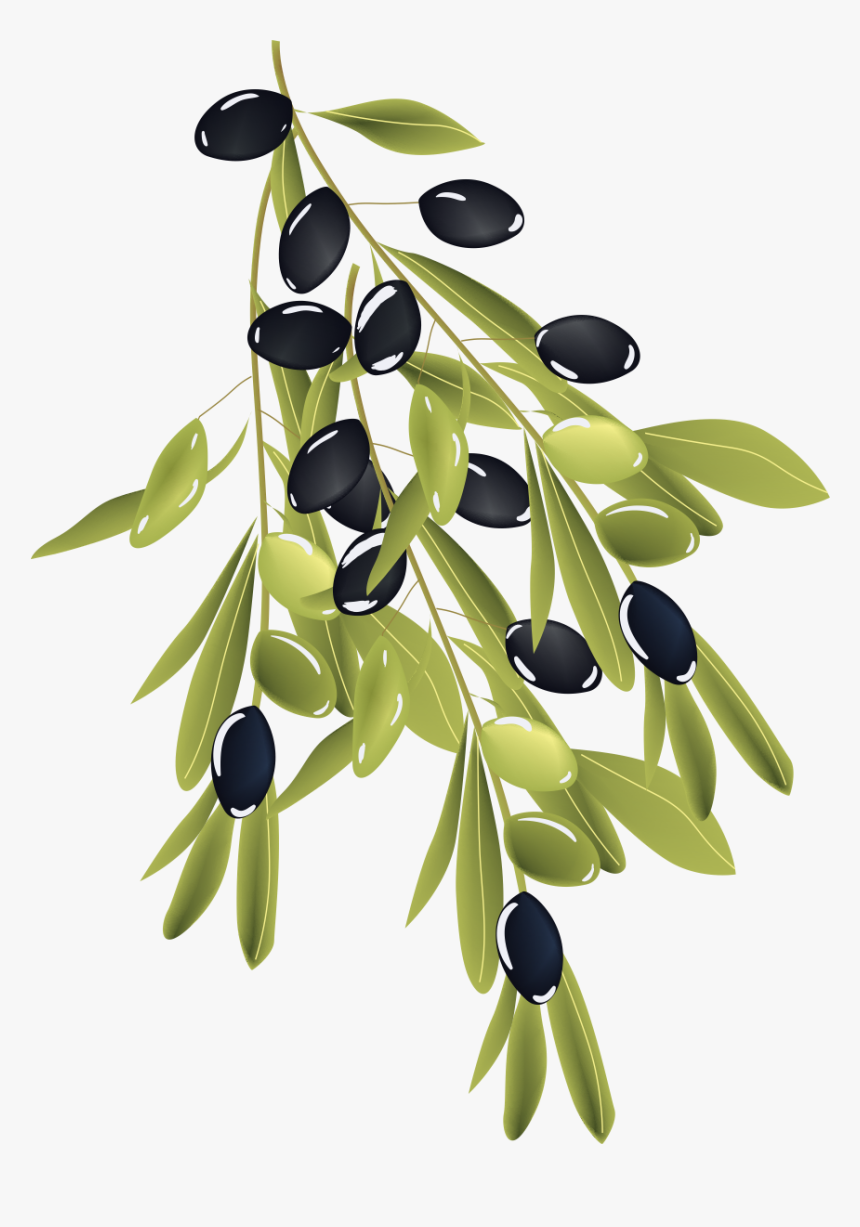 Olive Branch - Olive, HD Png Download, Free Download