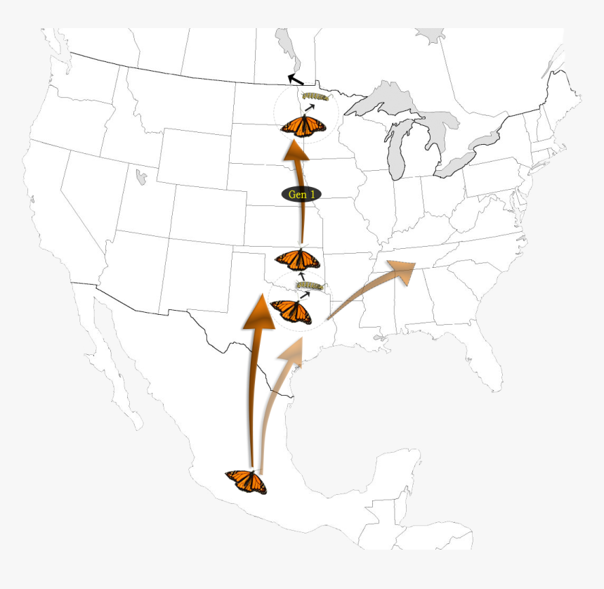 Generation 1 Graphic - Monarch Butterfly Migration, HD Png Download, Free Download