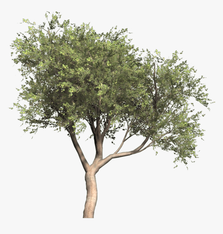 Olive Portable Network Graphics Tree Image Olea Oleaster - Olive Tree Png, Transparent Png, Free Download