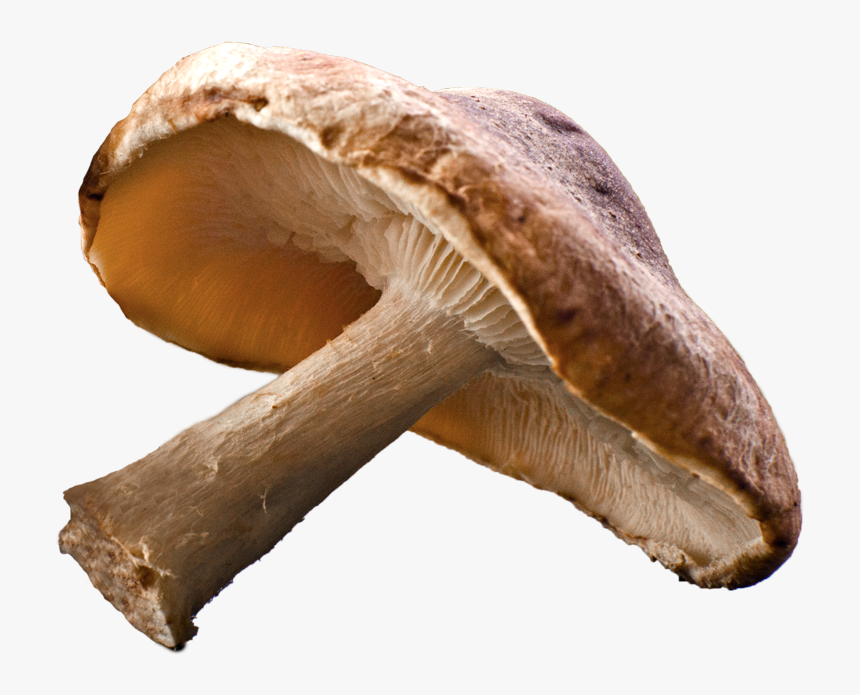 Shiitake Mushroom Png, Transparent Png, Free Download