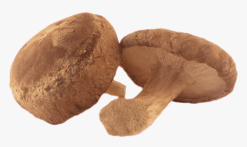 Fresh Organic Shiitake - Shiitake Mushroom Transparent, HD Png Download, Free Download