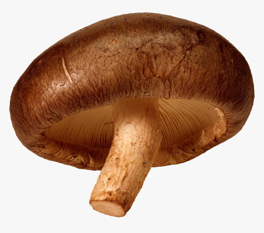 Mushroom Clipart Shiitake Mushroom - Shiitake Mushroom Transparent Background, HD Png Download, Free Download