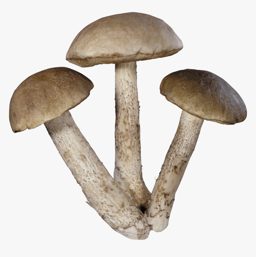 Three Mushrooms - Mushrooms Png, Transparent Png, Free Download