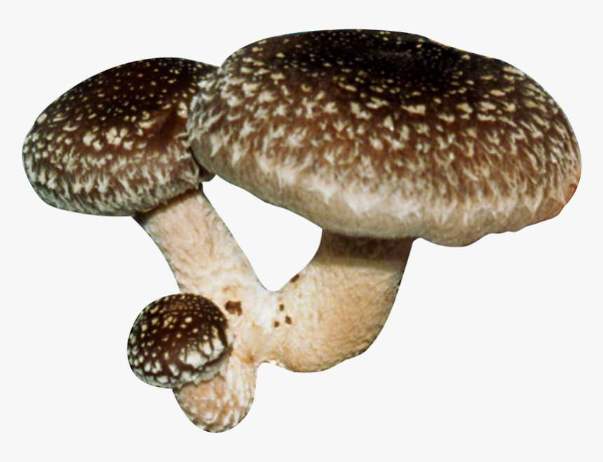 Shiitake Plug Spawn, HD Png Download, Free Download