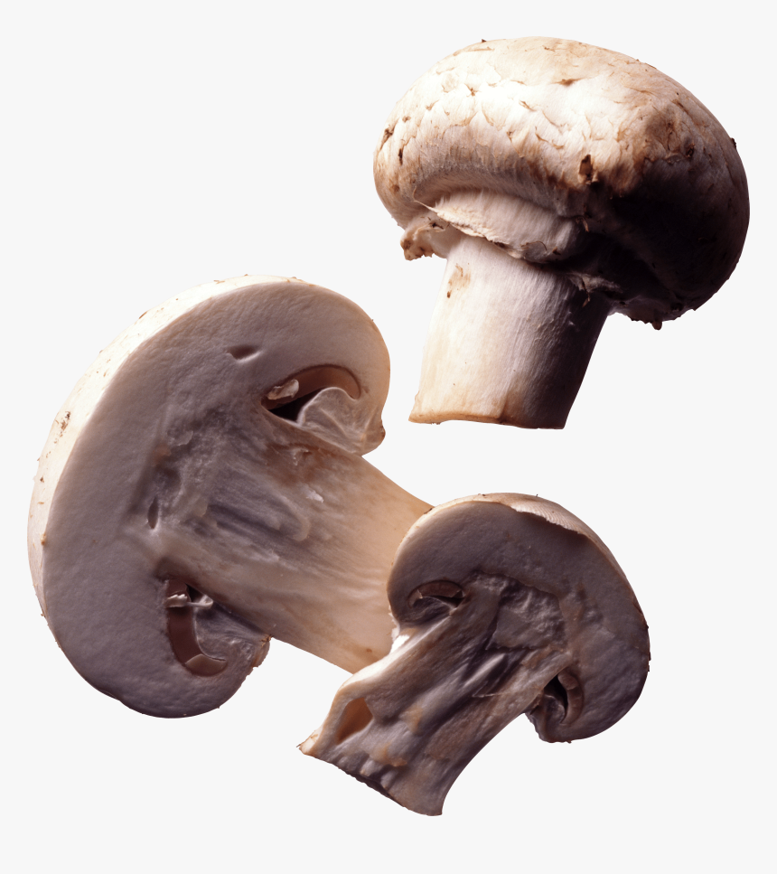 Paris Mushroom - Mushrooms Transparent, HD Png Download, Free Download