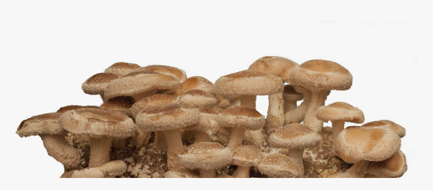 Transparent Background Mushroom Png, Png Download, Free Download