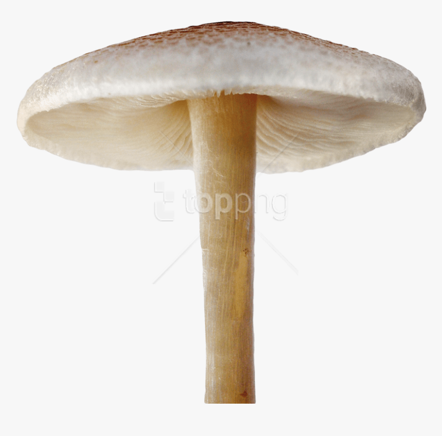 Eryngii,agaricus,russula Mushroom,penny Bun,medicinal - Mushroom Png, Transparent Png, Free Download