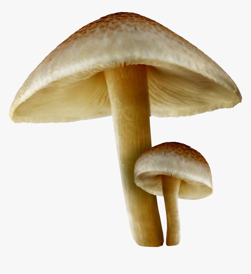 Transparent Fall Mushrooms Png Picture Png Download - Transparent Background Mushroom Png, Png Download, Free Download