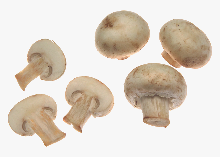 Common Mushroom Fungus Food Mushroom Poisoning - Mushroom Png, Transparent Png, Free Download