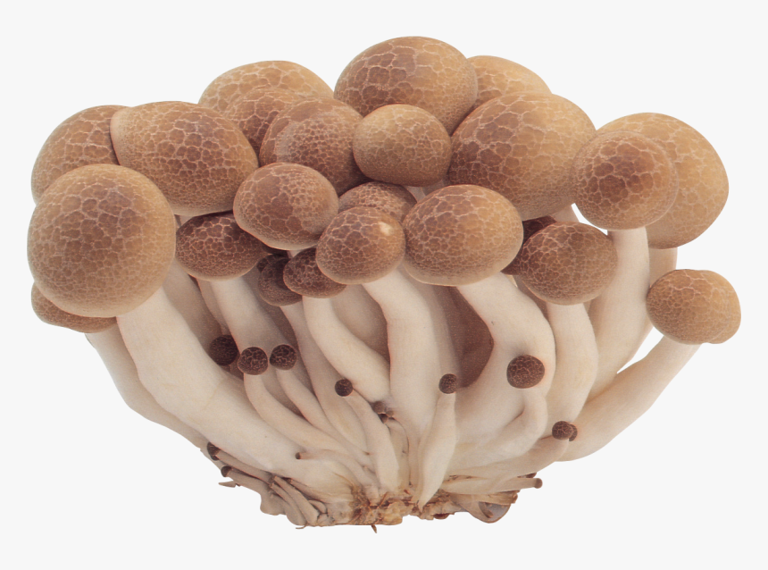 Download For Free Mushroom Png - Mushrooms Transparent Png, Png Download, Free Download