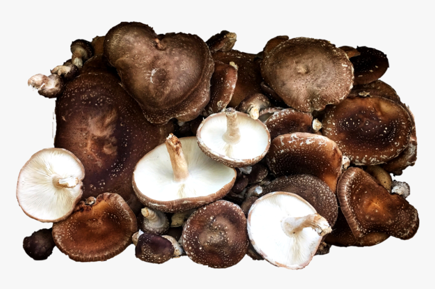 Shiitake , Png Download - Shiitake, Transparent Png, Free Download