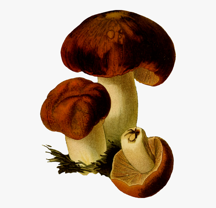 Mushroom,edible Mushroom,medicinal Mushroom - Fungus, HD Png Download, Free Download