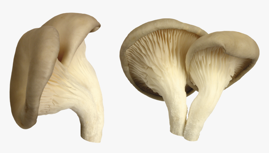 White Mushroom Png Image - Oyster Mushroom Png, Transparent Png, Free Download