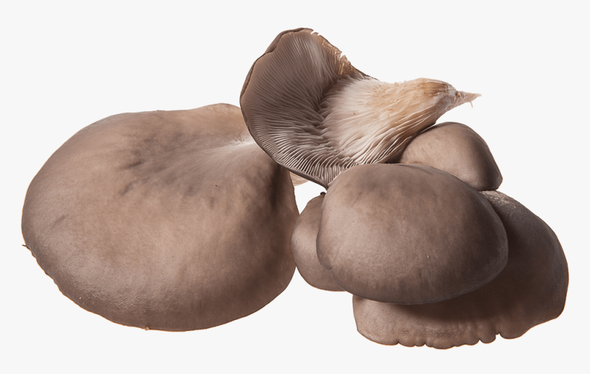 Transparent Mushroom Png - Pleurotus Eryngii, Png Download, Free Download