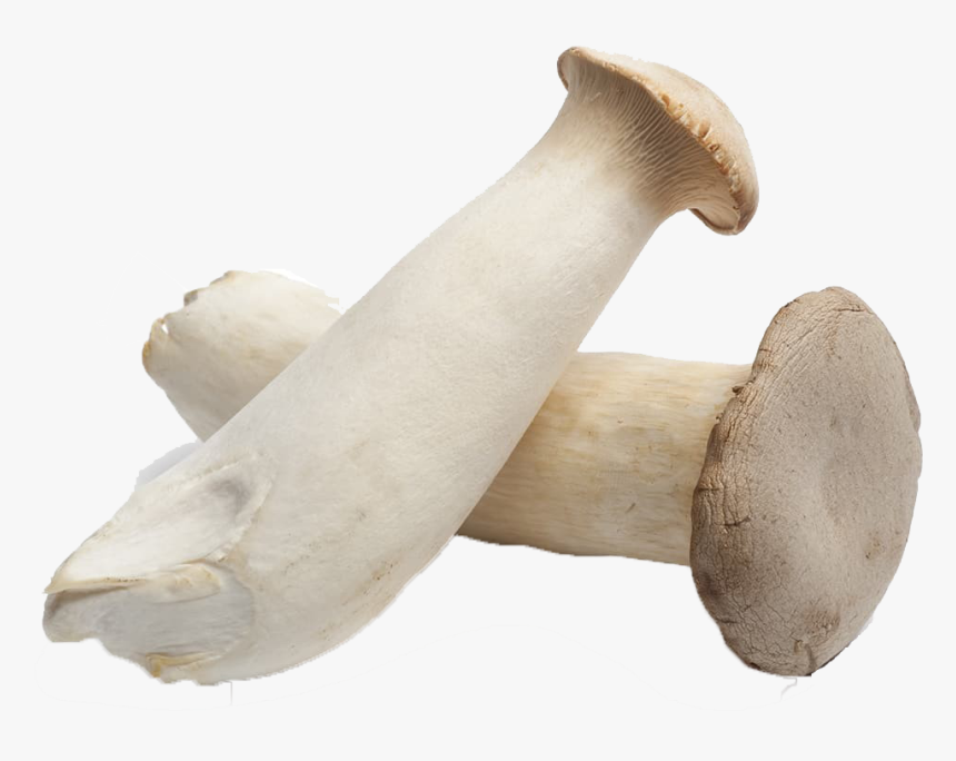 Mushroom Png Photo - Pleurotus Eryngii, Transparent Png, Free Download