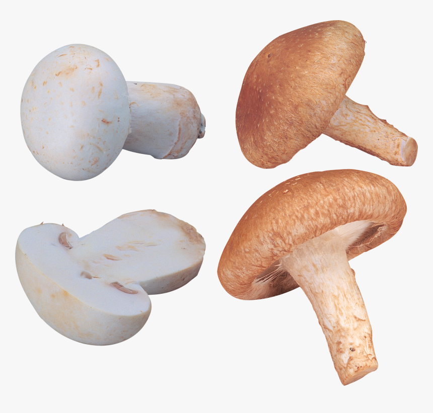 Shiitake Mushroom Png, Transparent Png, Free Download