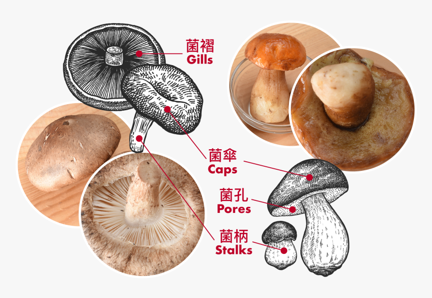 Compare With Shiitake Mushrooms , Boletes (right) Have - 牛 肝 菌 菇, HD Png Download, Free Download