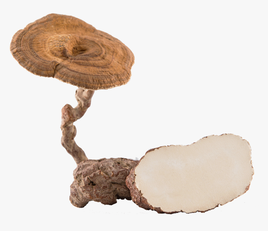 Tiger Milk Mushroom - Tiger Milk Mushroom Png, Transparent Png, Free Download