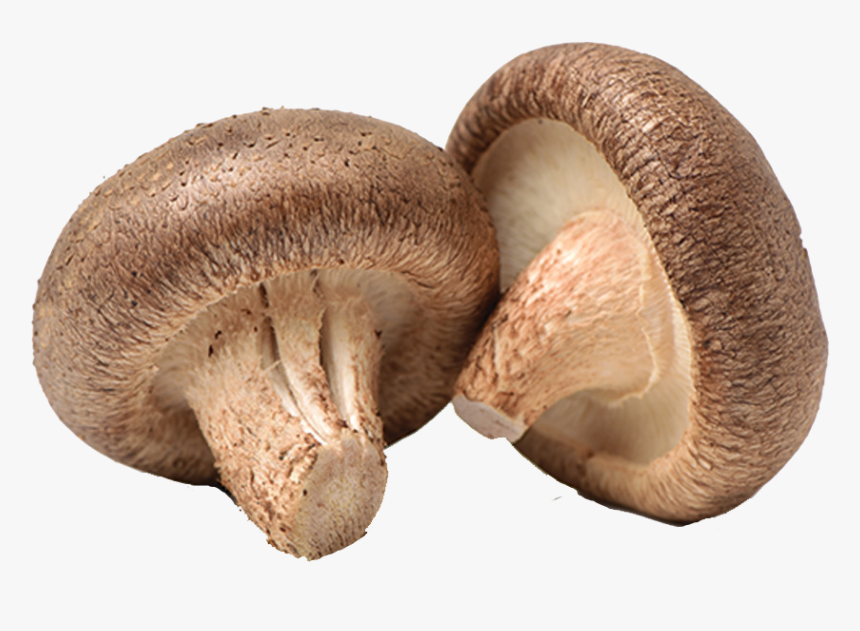 Mushroom Png Images Download - Shiitake, Transparent Png, Free Download