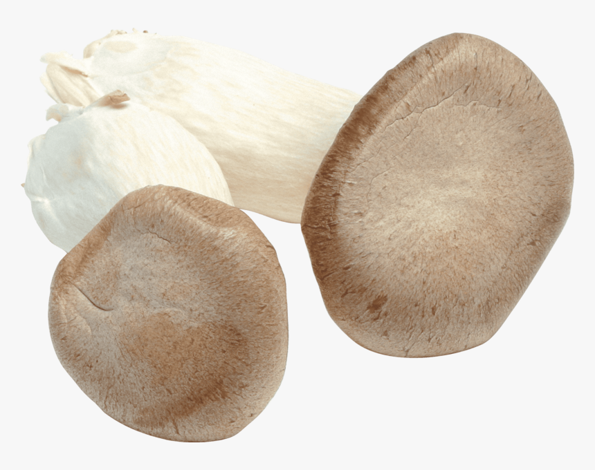 Mushroom, HD Png Download, Free Download