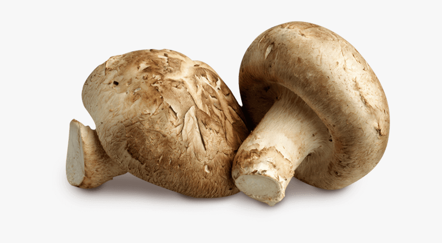 Shitake Png, Transparent Png, Free Download