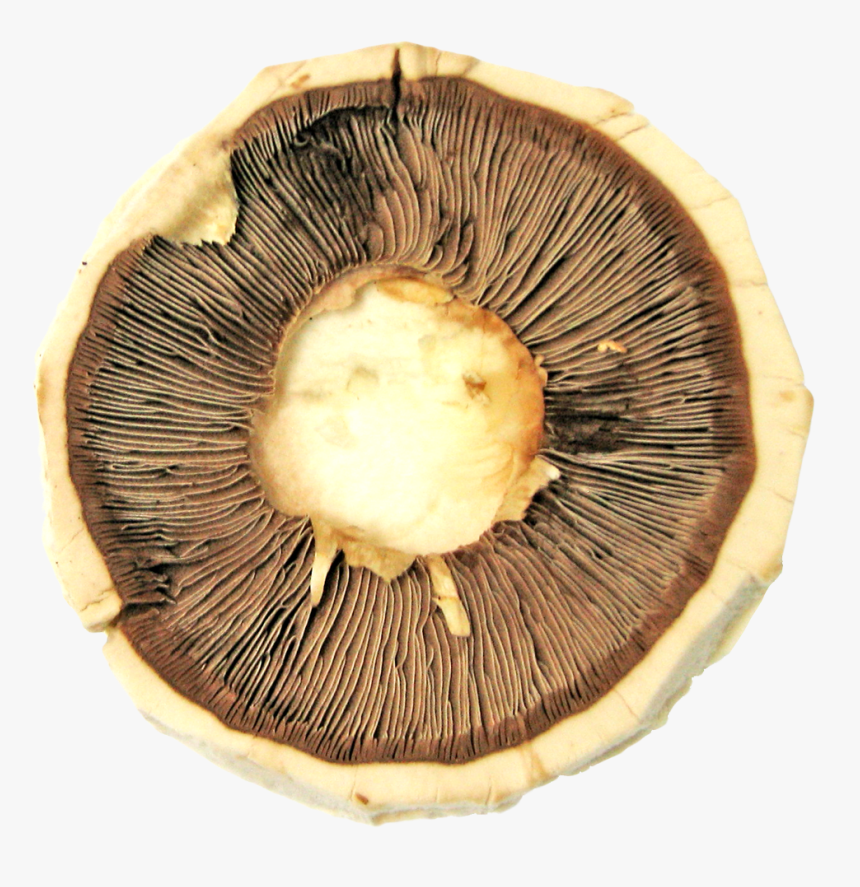 Mushroom Png Image - Portable Network Graphics, Transparent Png, Free Download