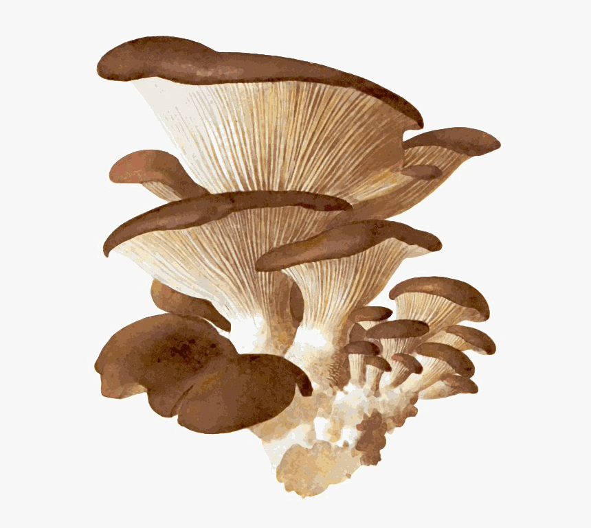 Edible Mushroom Png Download Image - Hongos Pleurotus, Transparent Png, Free Download