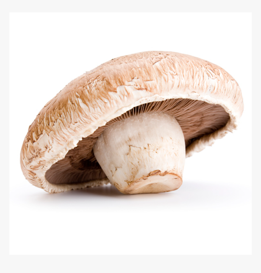 Mushroom With White Background, HD Png Download, Free Download