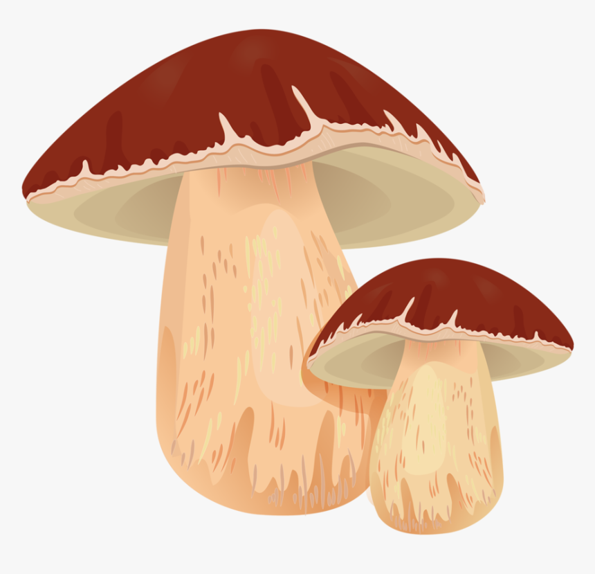 Mushrooms Clipart Champignon Mushroom - ポルチーニ イラスト, HD Png Download, Free Download