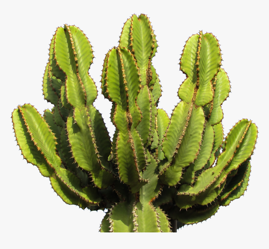 Cactus Png Image - Transparent Cactus Png, Png Download, Free Download