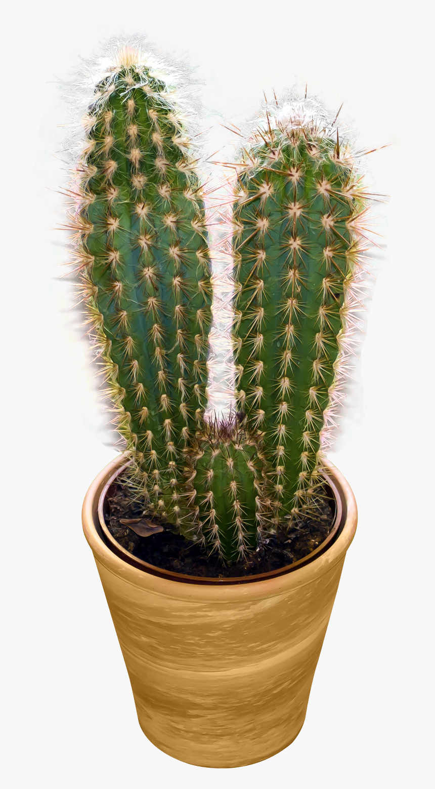 Cactus Png Image - Cactus Png Transparent, Png Download, Free Download
