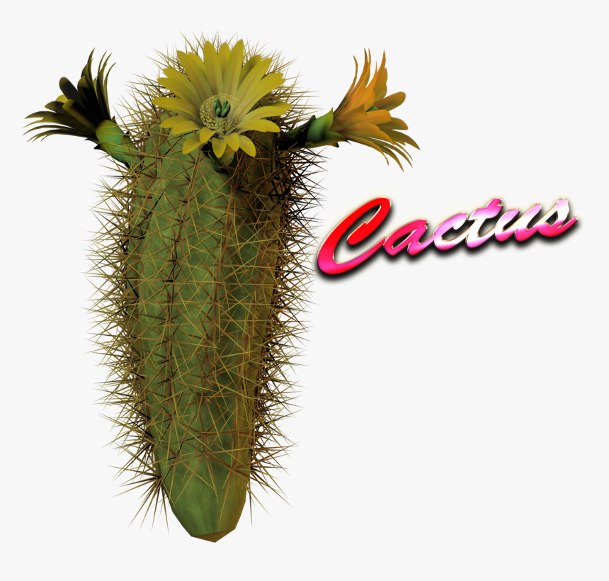 Cactus Png Hd Image - Flower Cactus Png, Transparent Png, Free Download