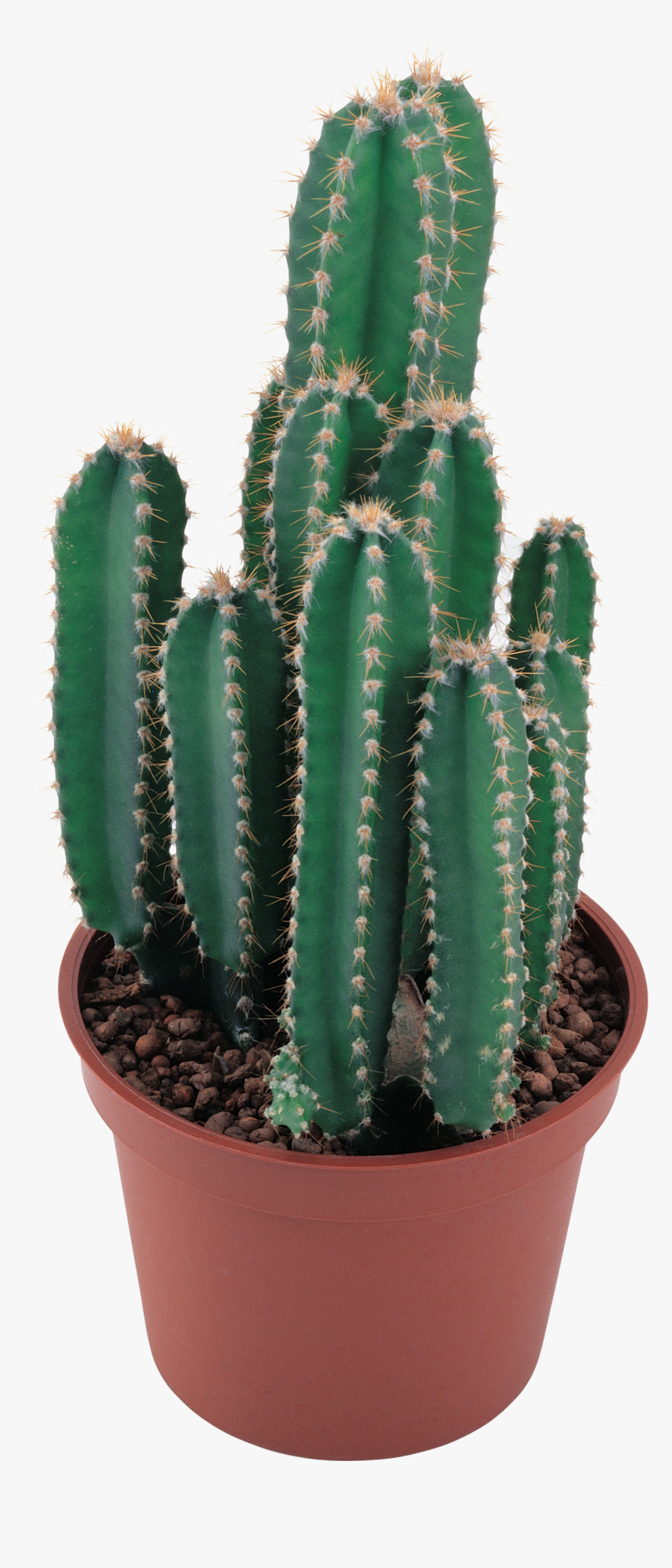 Cactus Plant Png, Transparent Png, Free Download